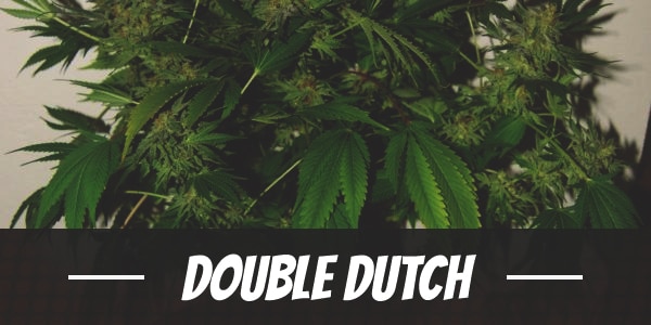 Double Dutch