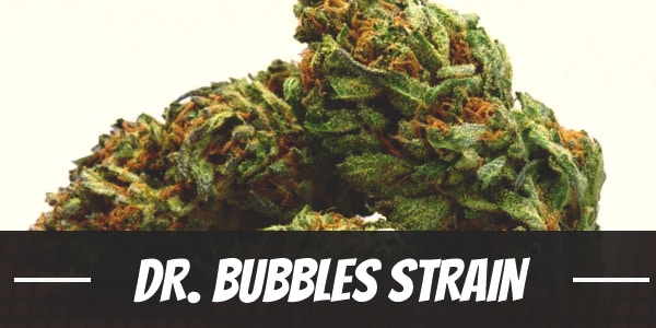 Dr. Bubbles Strain