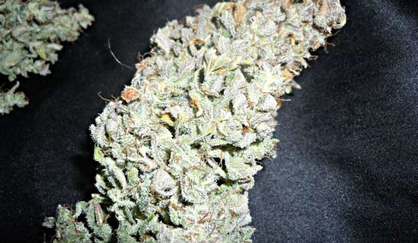 Dr. Feelgood Strain Effects