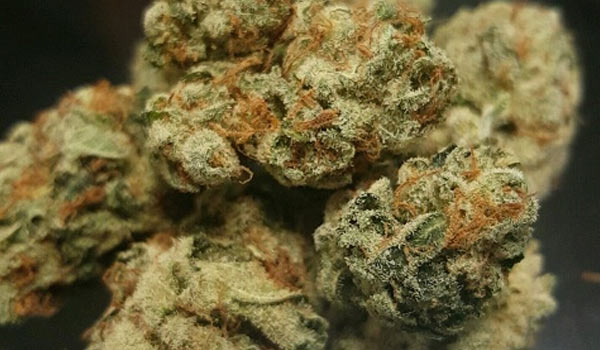 Dr. Feelgood Strain Medical