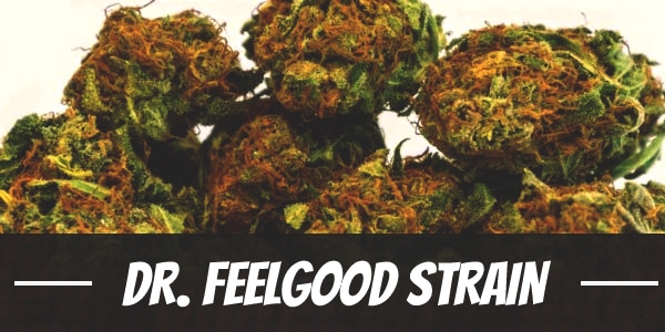 Dr. Feelgood Strain