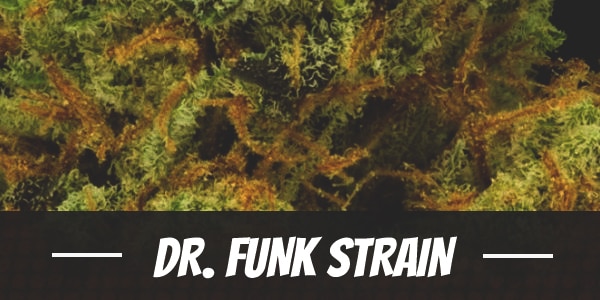 Dr. Funk Strain