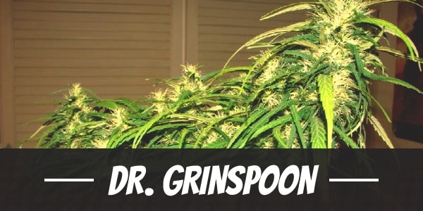 Dr. Grinspoon