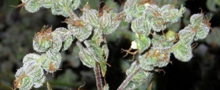 Dr. grinspoon cannabis strain adverse reactions