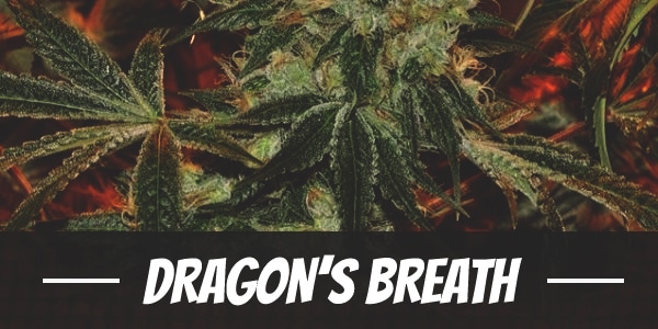 Dragon’s Breath