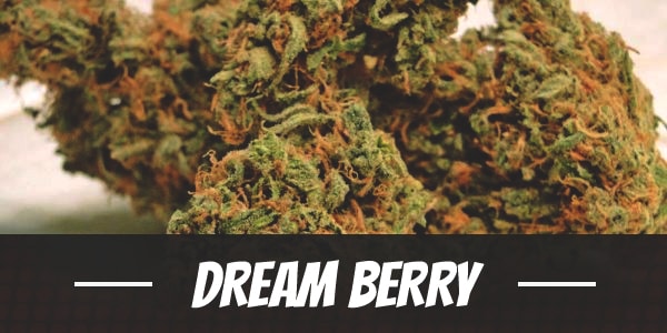 Dream Berry