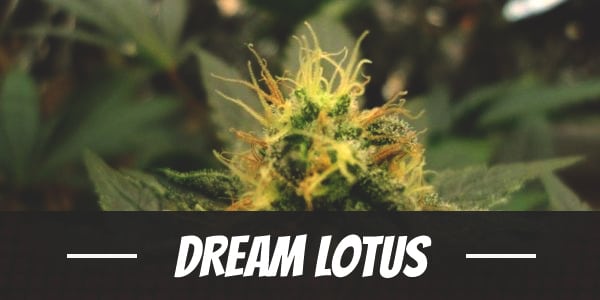 Dream Lotus