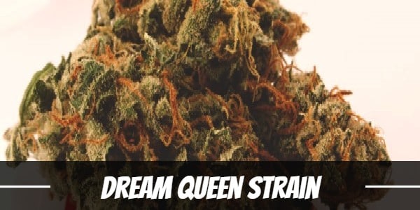 Dream Queen Strain