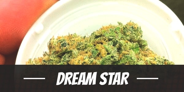 Dream Star