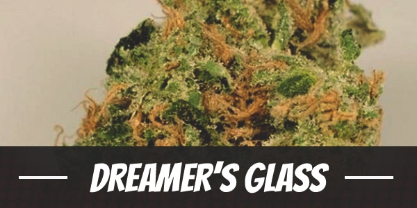 Dreamer’s Glass