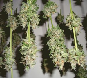 Drying cannabis kills pathogens