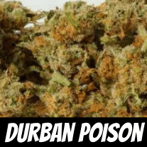 Durban Poison Strain