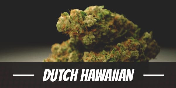 Dutch Hawaiian