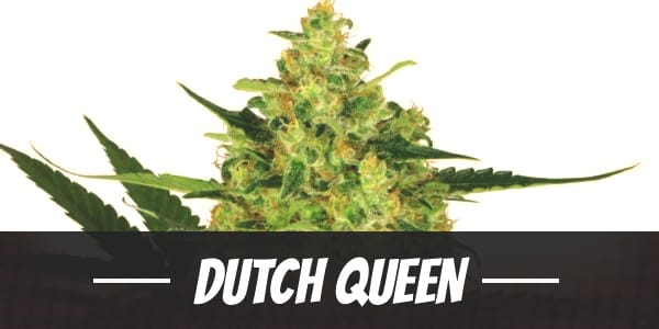 Dutch Queen