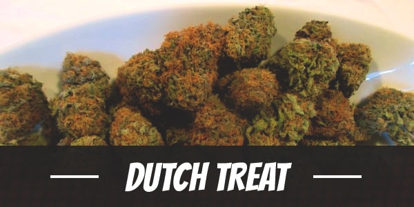 Dutch Treat