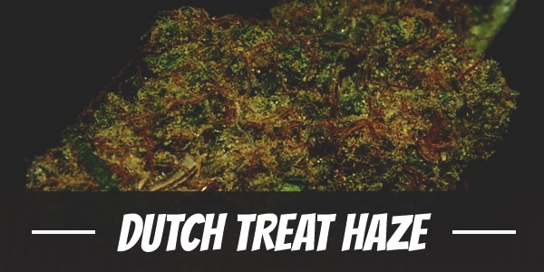 Dutch Treat Haze