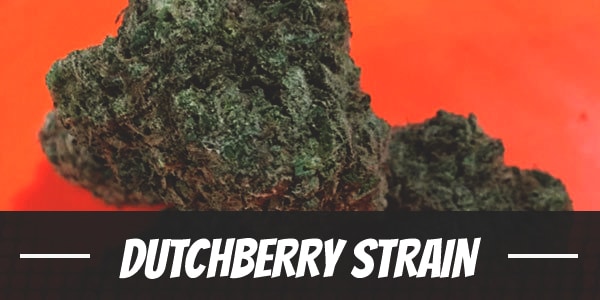 Dutchberry Strain