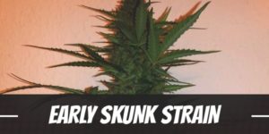 Early Skunk Strain
