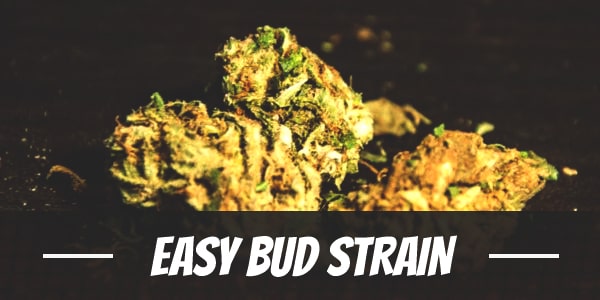 Easy Bud Strain