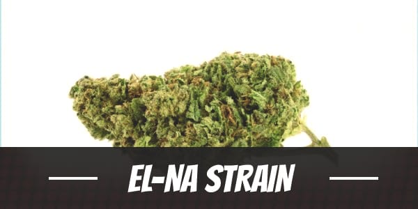 El-Na Strain