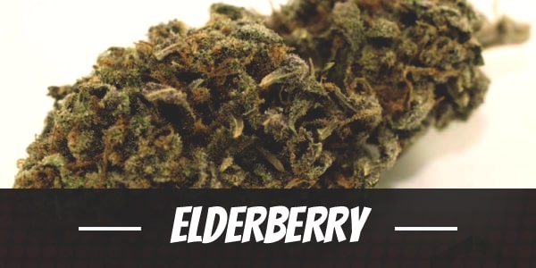 Elderberry