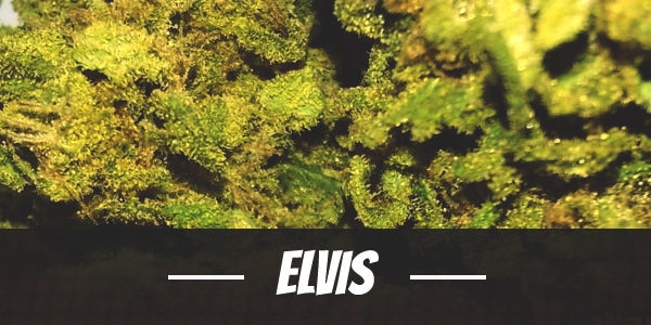 Elvis