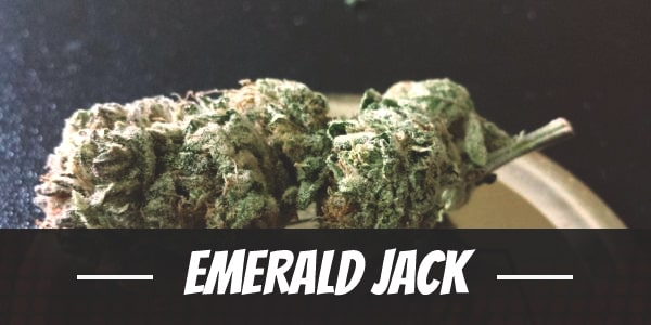 Emerald Jack