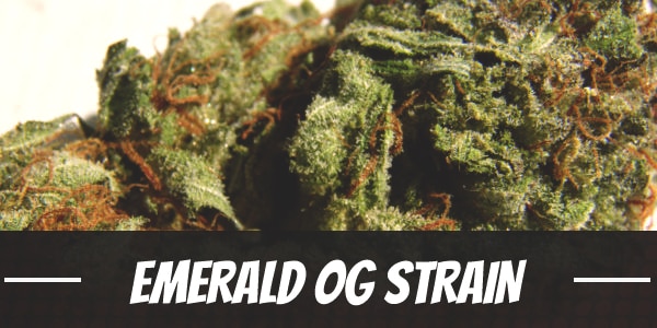 Emerald OG Strain