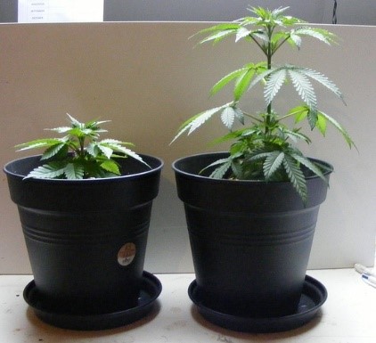 Healthy marijuana plants