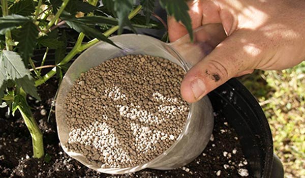 Fertilizers and nutrients for your marijuana plant