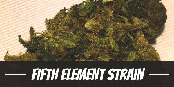 Fifth Element Strain