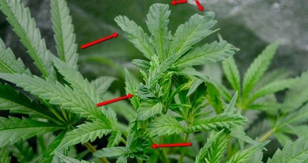 Fimming cannabis plant