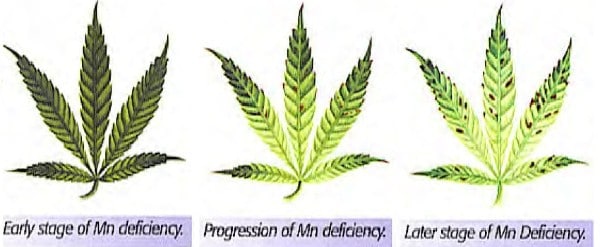 Fix manganese deficiency