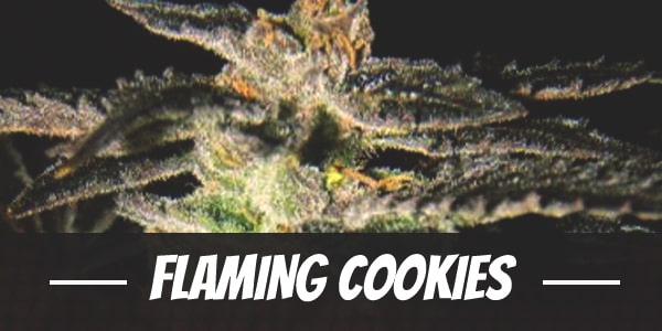 Flaming Cookies weed strain review