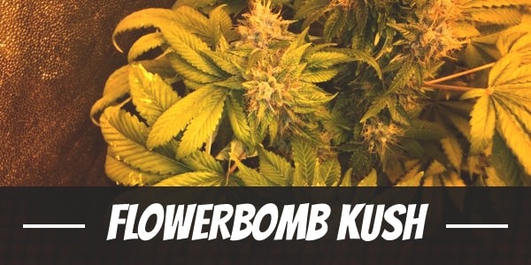 Flowerbomb Kush