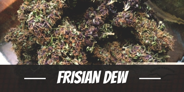 Frisian Dew