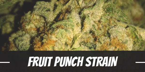 Fruit Punch Strain