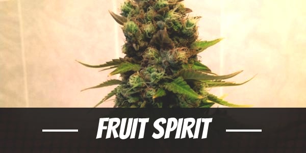 Fruit Spirit