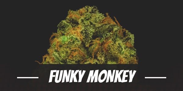 Funky Monkey Strain Review and Information for Growing