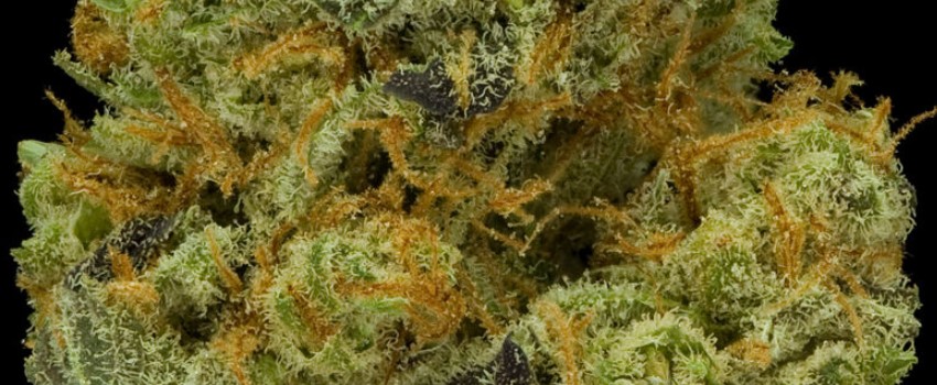 Funky Monkey Medical strain