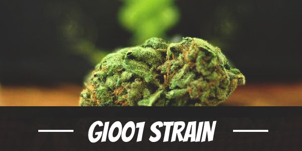 GI001 Strain