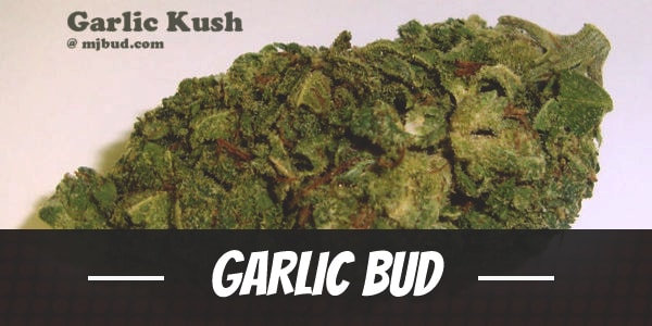 Garlic Bud