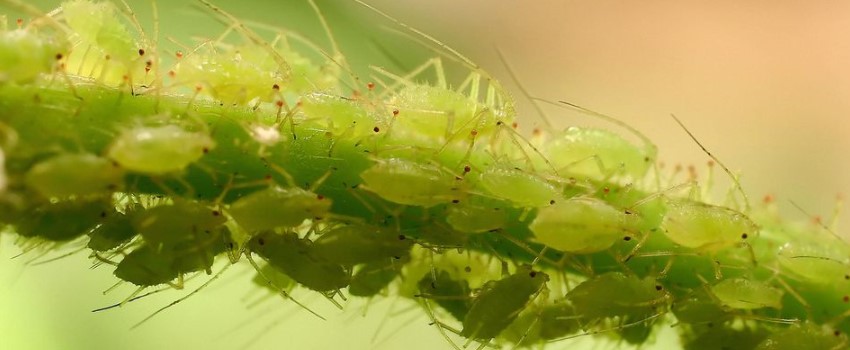 Get rid of aphids and whiteflies 