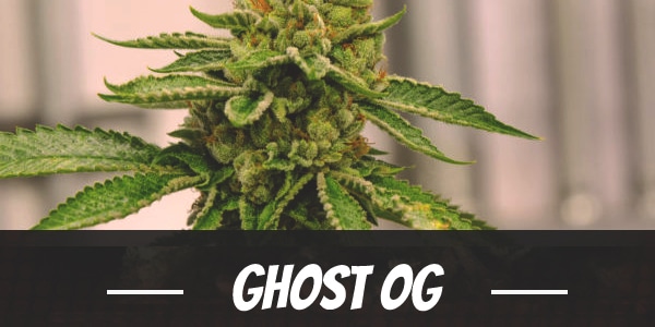 Ghost OG