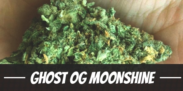 Ghost OG Moonshine Strain