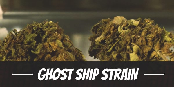 Ghost Ship Strain