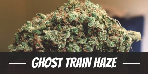 Ghost Train Haze cannabis strain information