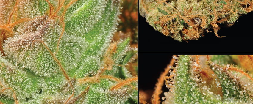 growing ghost og weed with an up close picture of trichomes