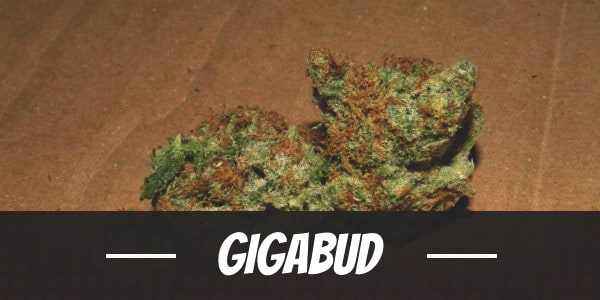 Gigabud