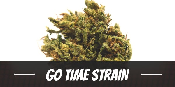 Go Time Strain